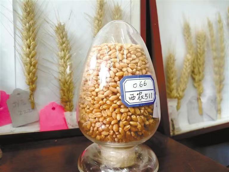 西農(nóng)629與西農(nóng)598 226萬元成功轉(zhuǎn)讓，推動(dòng)小麥育種新突破